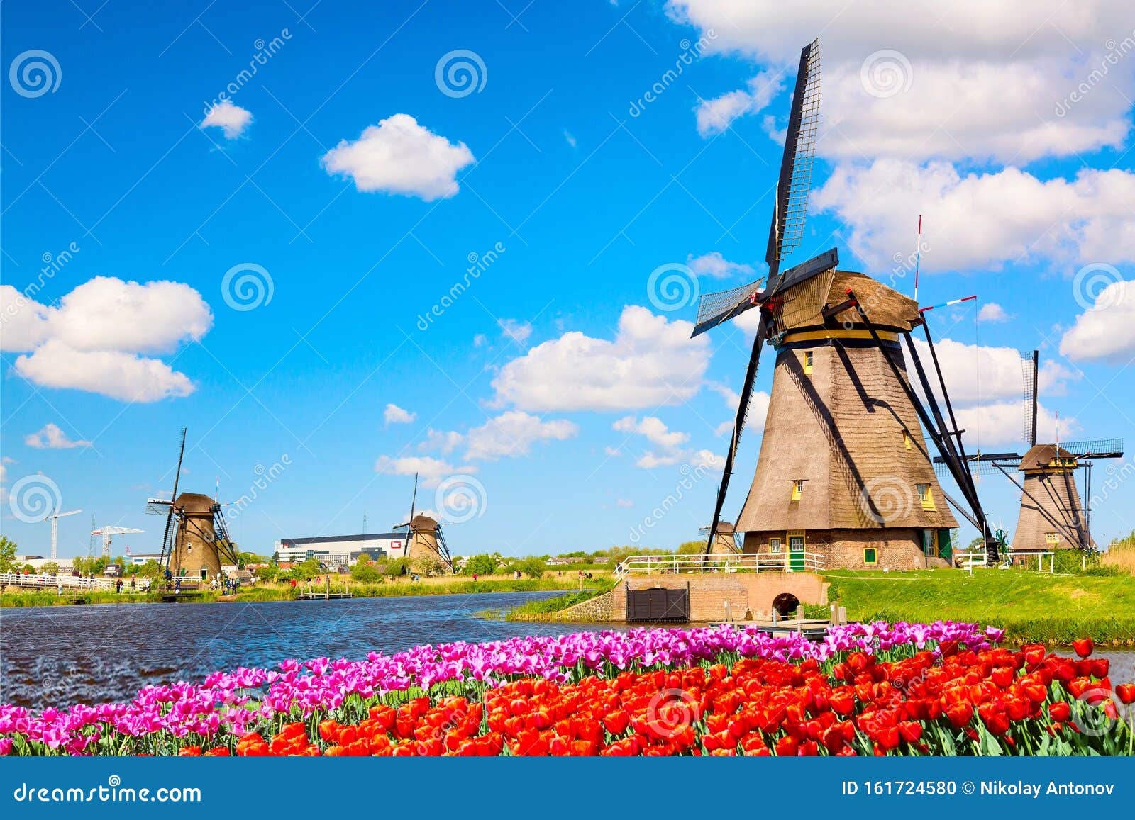 colorful spring landscape in netherlands, europe. famous windmills in kinderdijk village with a tulips flowers flowerbed in