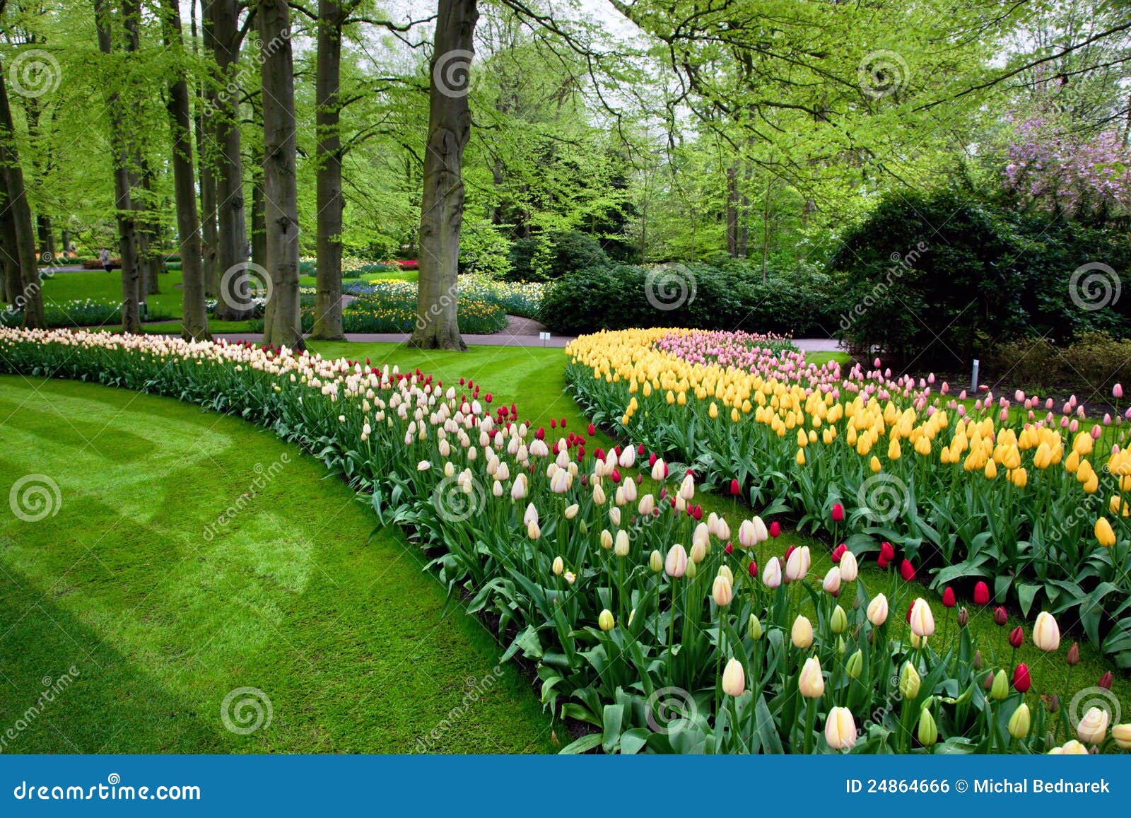 Colorful Spring Summer Park Stock Photo Image of plant, pretty 24864666