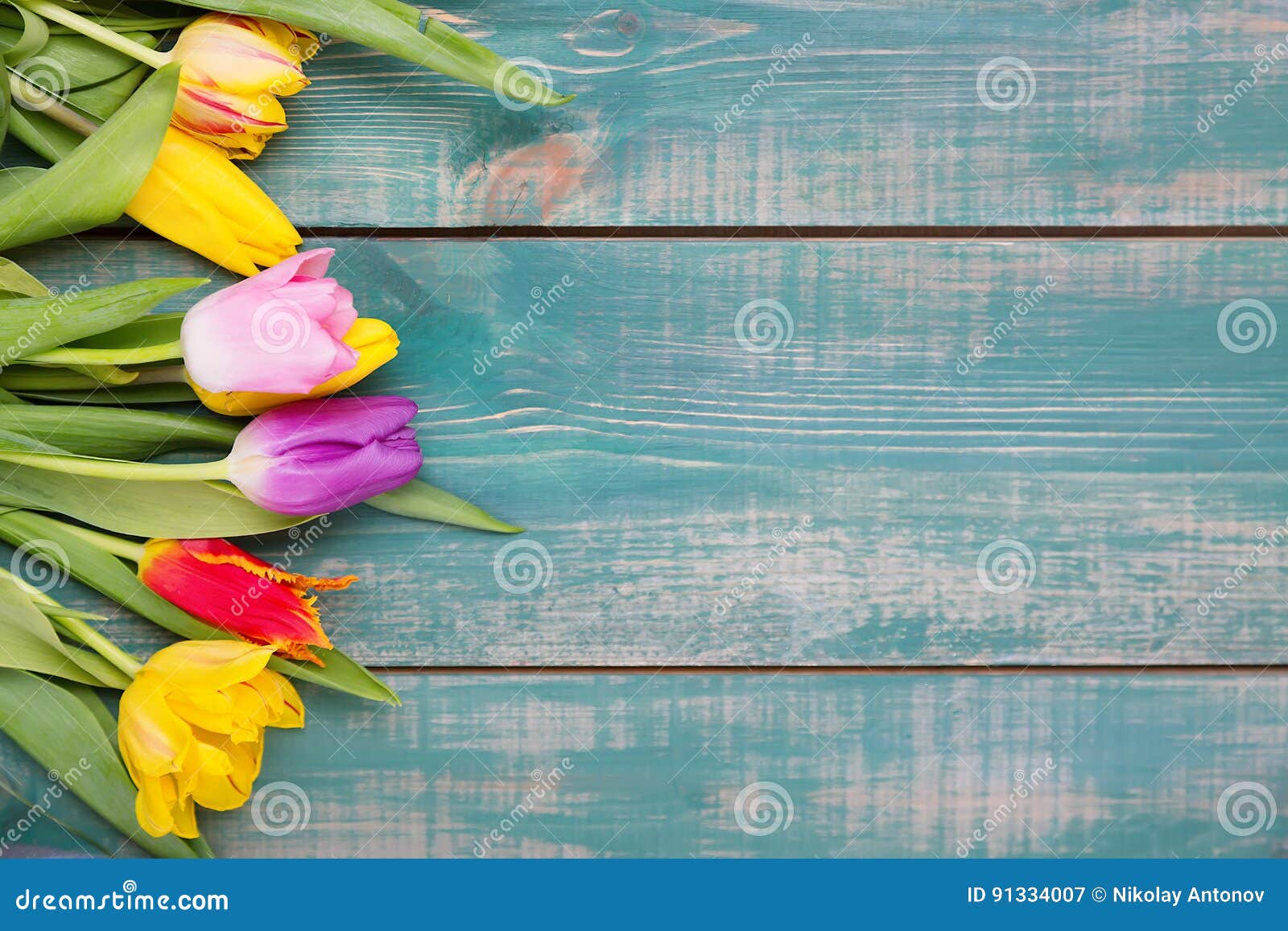 colorful spring tulip flowers on green wooden background as greeting card with free space