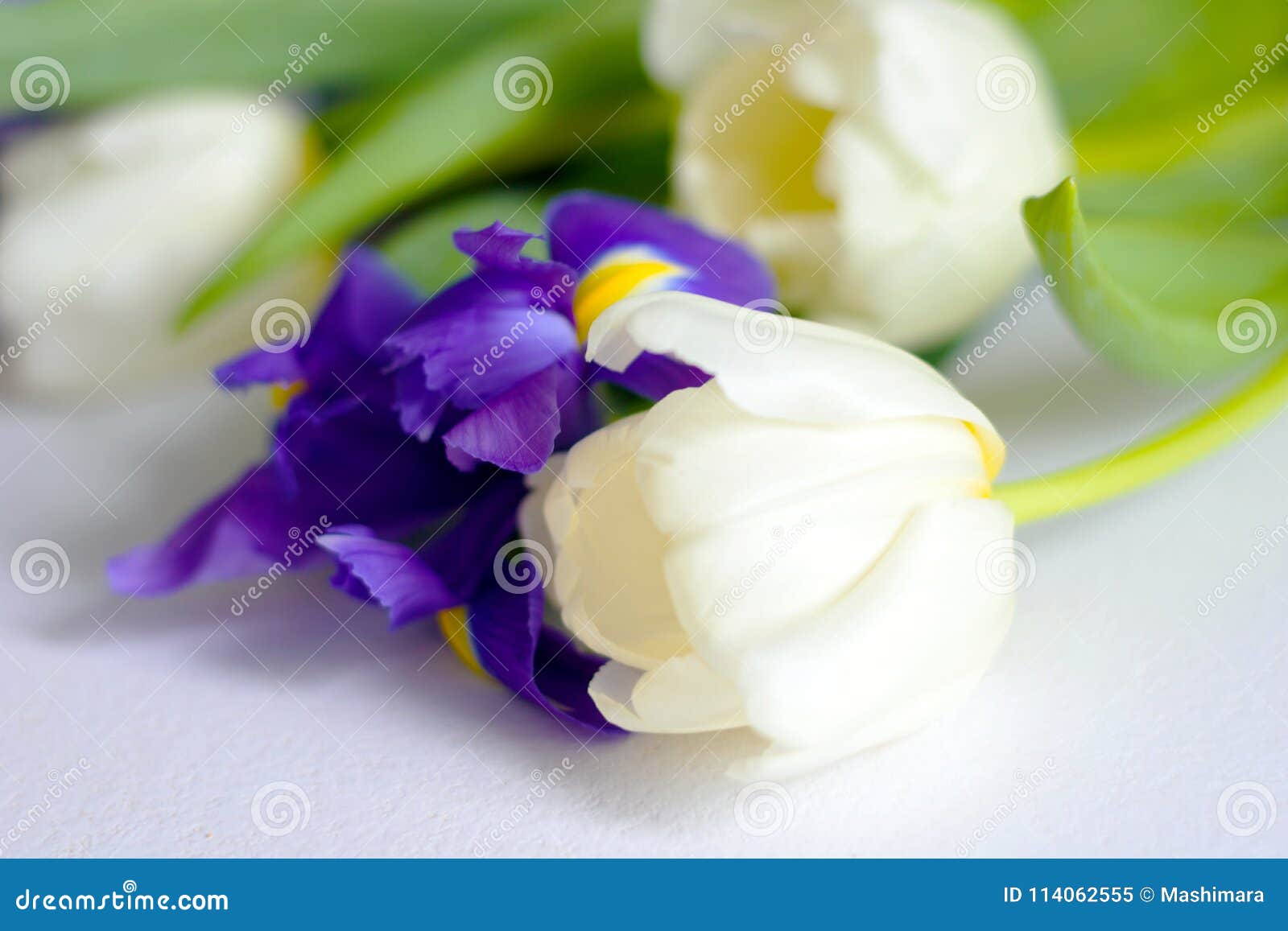 Colorful Spring Tulips and Iris Flowers Stock Image Image of flora