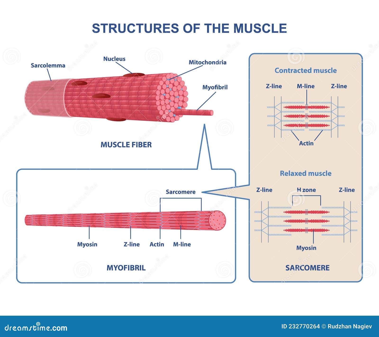 Lesson Explainer Structure of Muscles  Nagwa