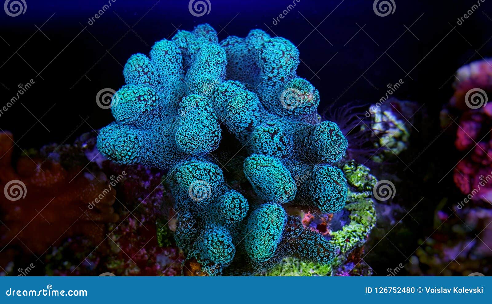 close up shot on stylophora short stony polyps coral