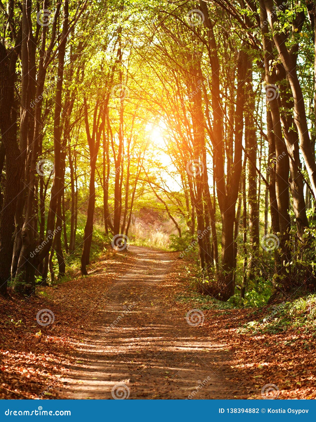 Colorful Trail Path In Green Deciduous Forest In Sunlight At Sunset