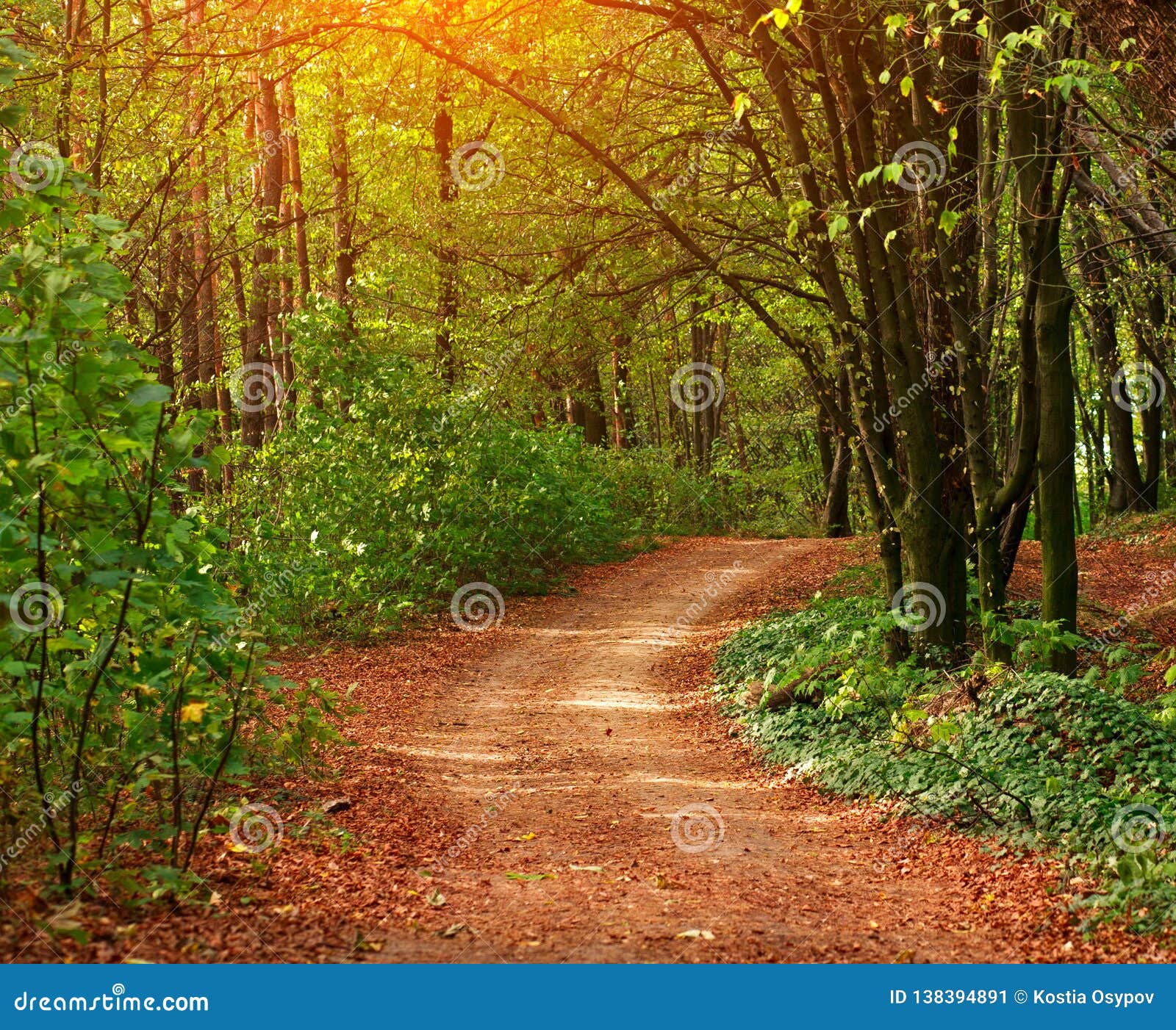 Colorful Trail Path In Green Deciduous Forest In Sunlight At Sunset