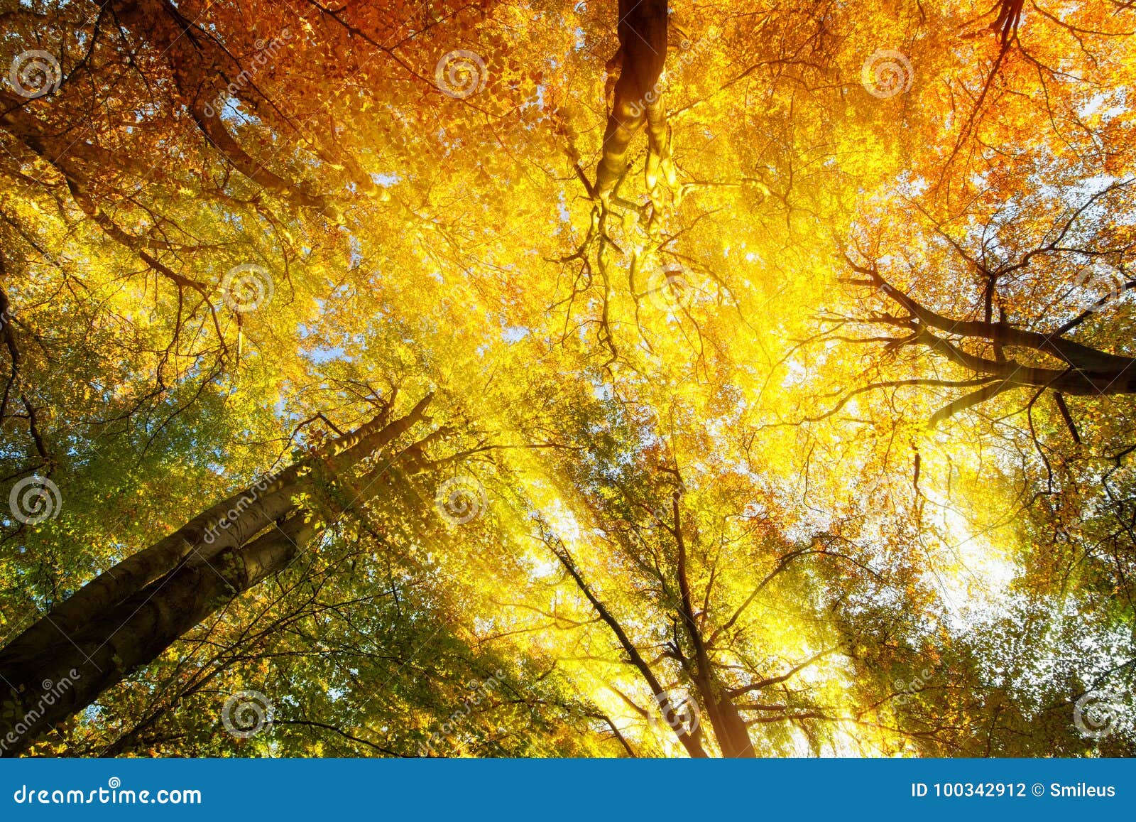 colorful tree canopy with sunrays in autumn