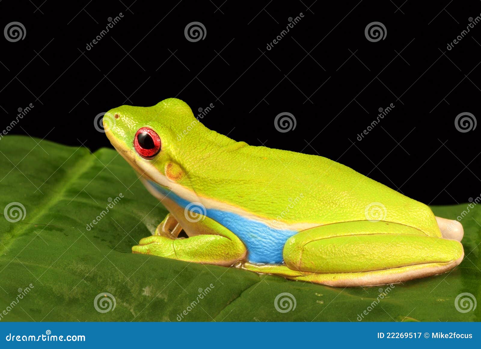 Colorful Tree Frog Against Black Background Royalty Free Stock