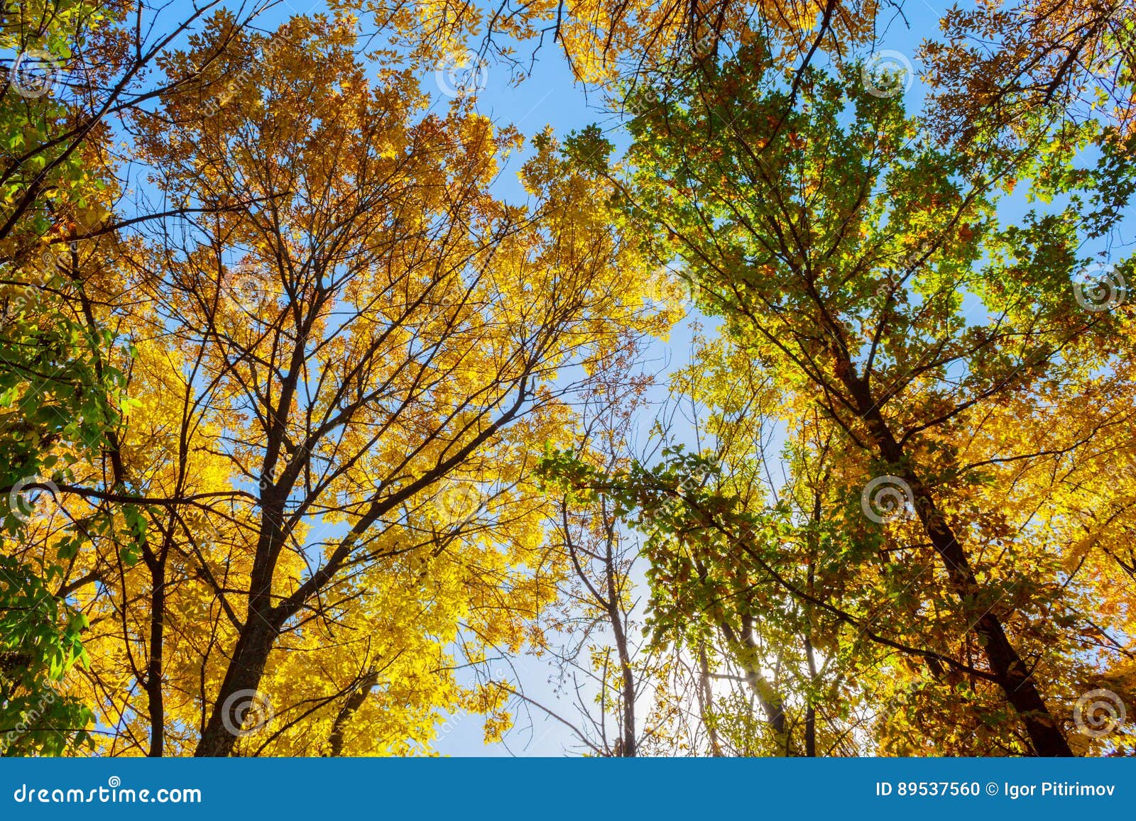 Colorful Tree Tops stock photo. Image of bright, blue - 89537560