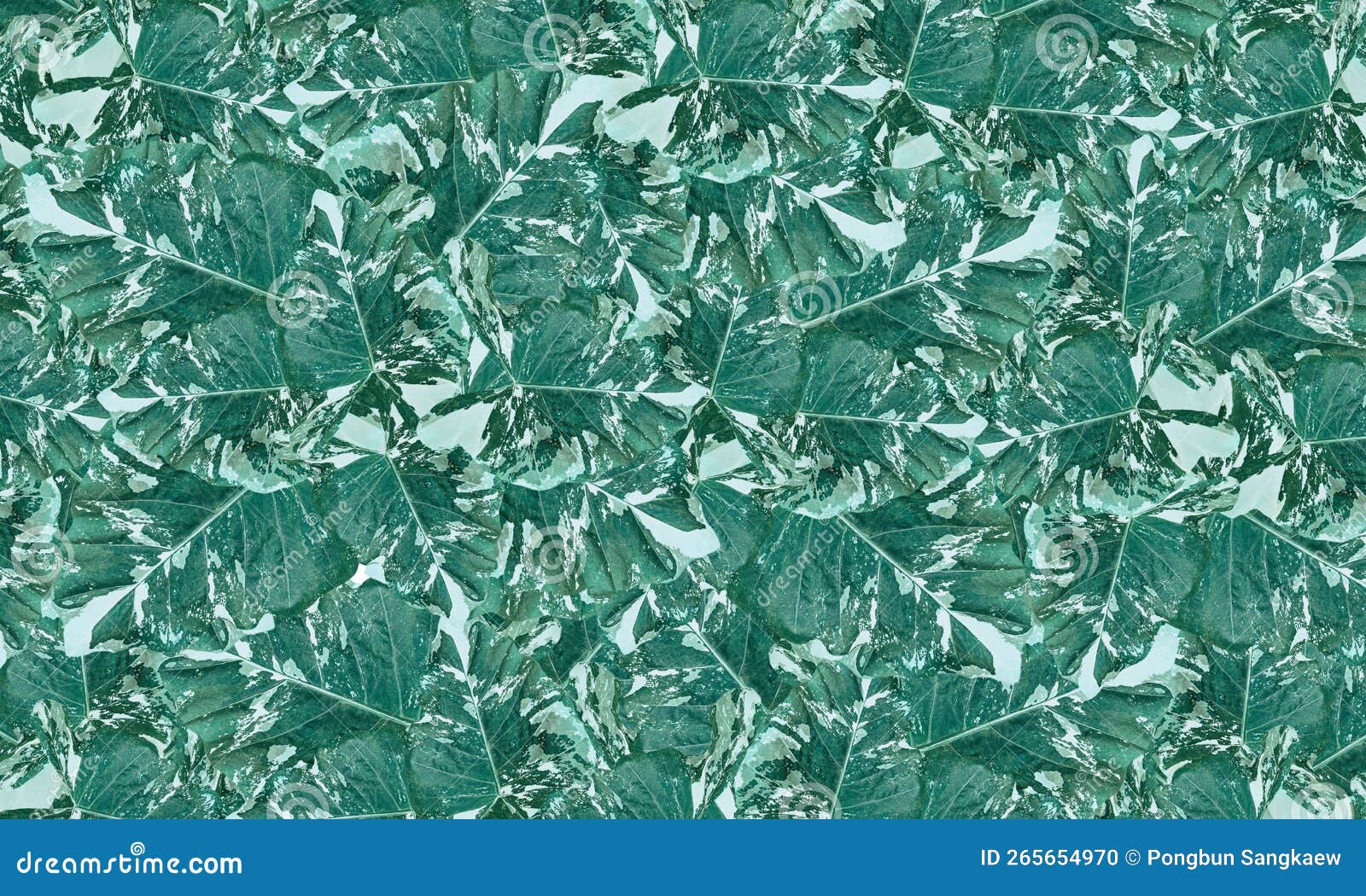 Colorful Tropical Caladium Green and White Leaves Stock Illustration