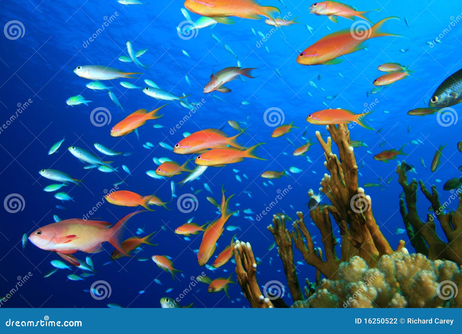 Colorful Tropical Fish stock photo. Image of wildlife - 16250522