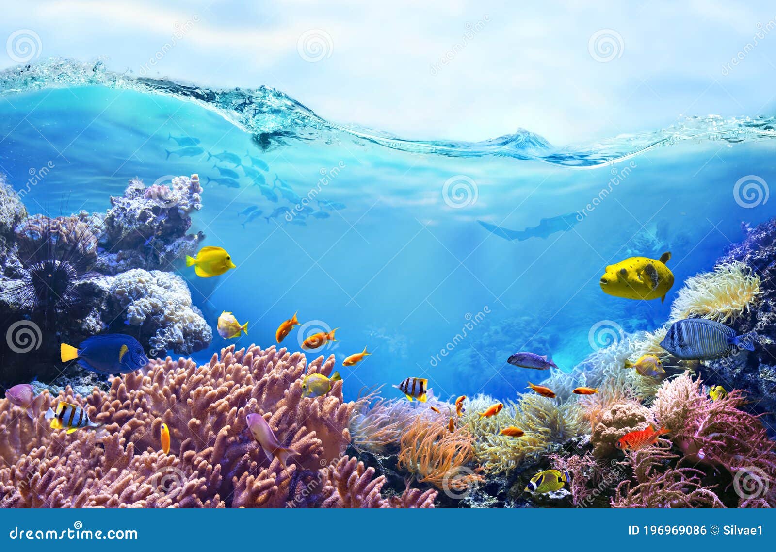 Underwater View of the Coral Reef. Stock Photo - Image of fish, fishing:  196969086
