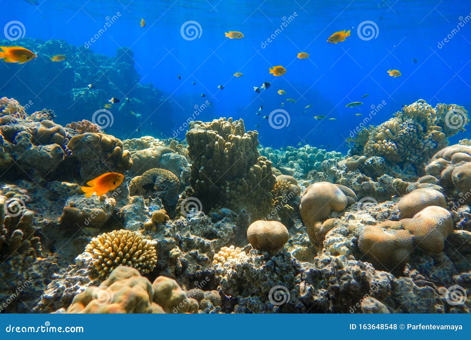 Colorful Tropical Gold Fishes in the Ocean Near Coral Reef. Saltwater ...