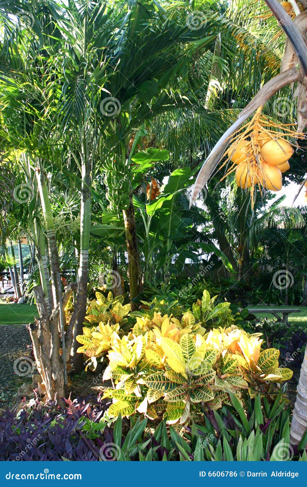 colorful tropical vegetation