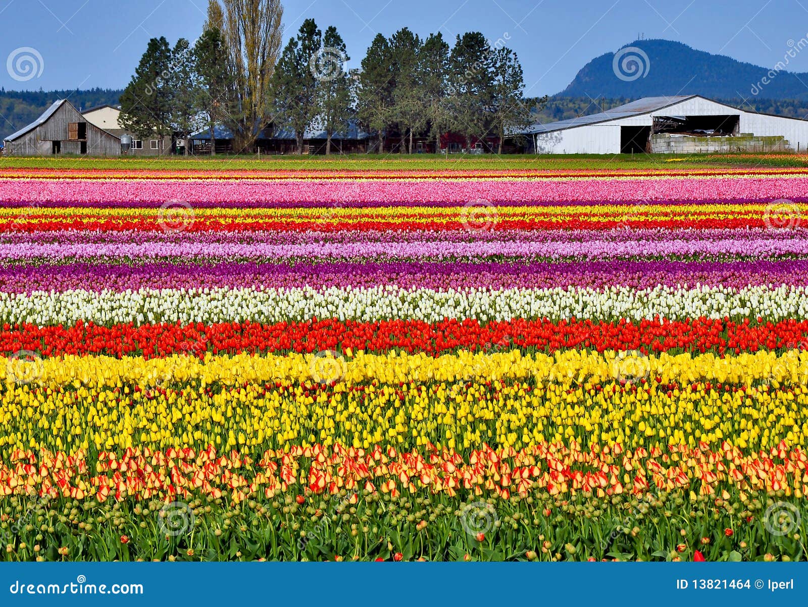 Colorful Tulip Farm Picture. Image 13821464