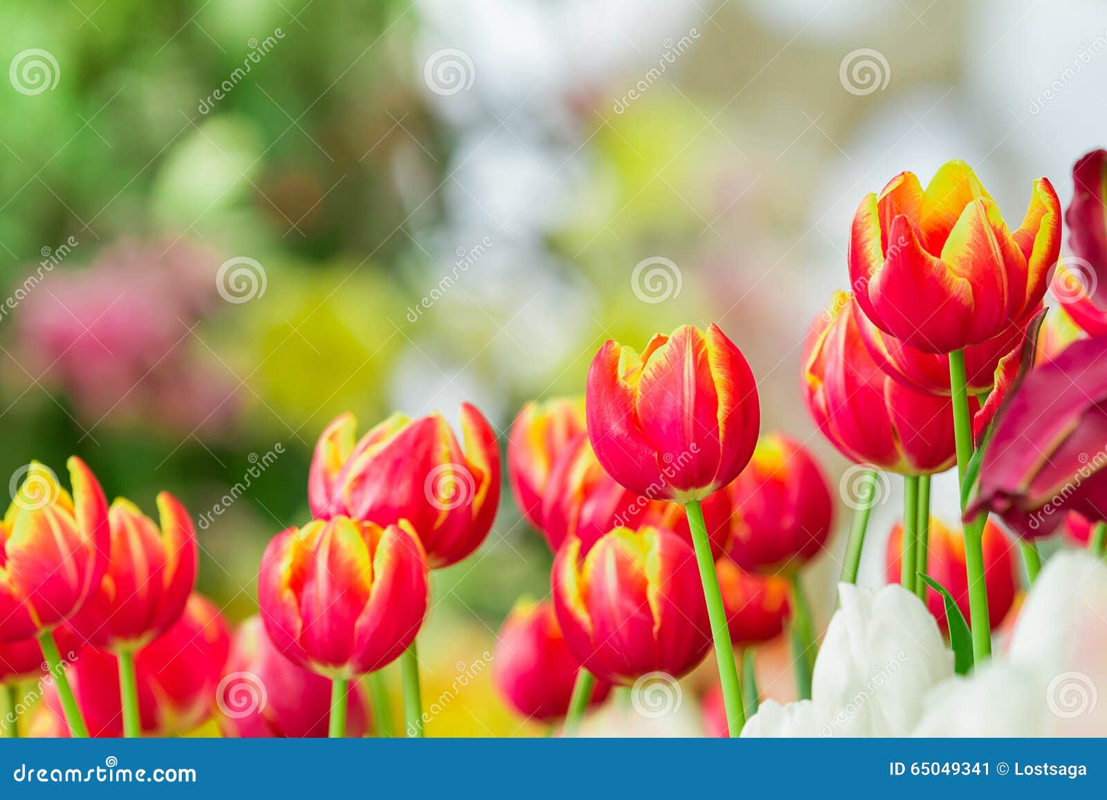 Colorful of tulip flower with nature background. Colorful tulips, tulips in garden