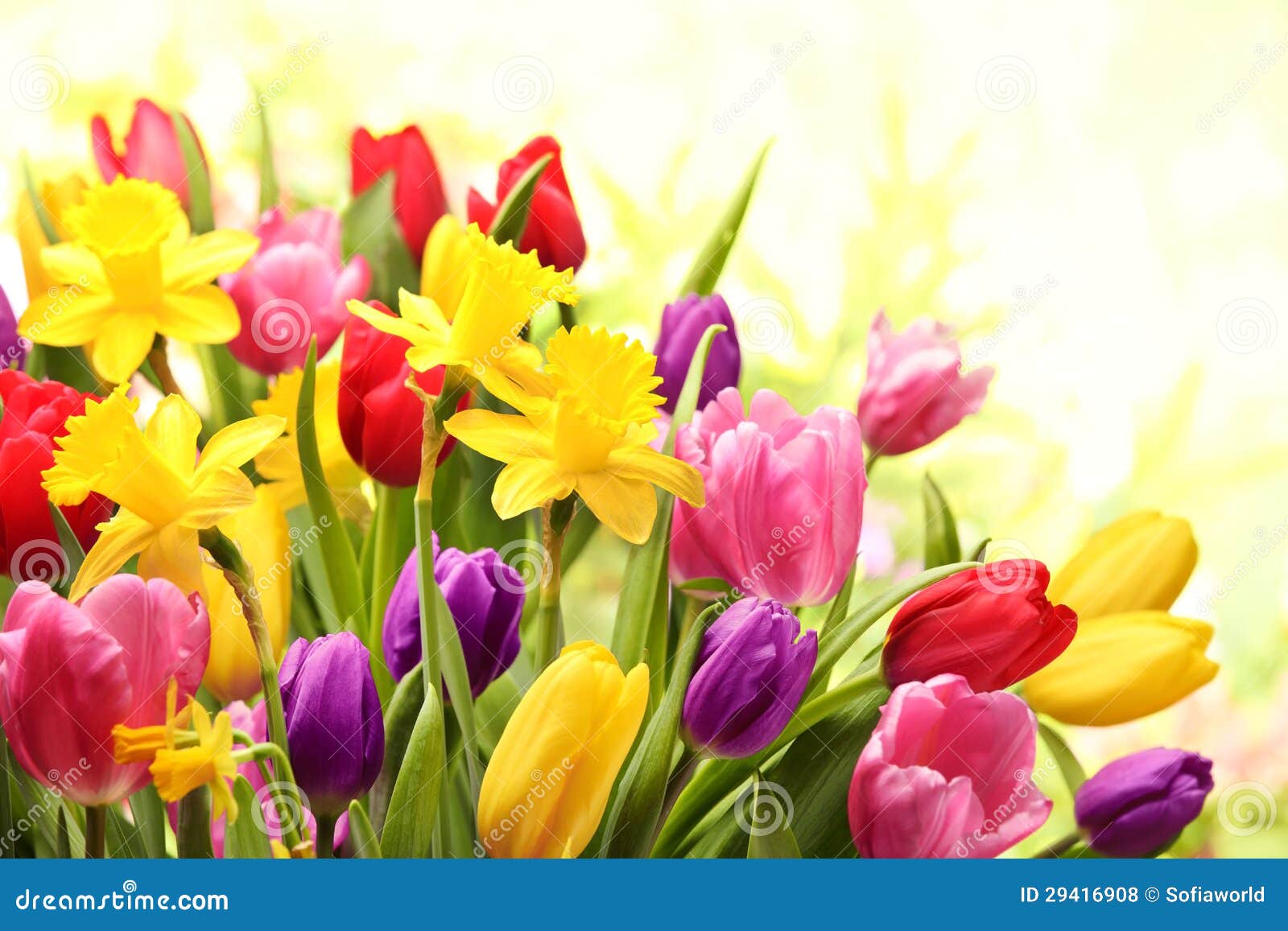 Colorful Tulips and Daffodils Stock Photo - Image of flower, pink: 29416908