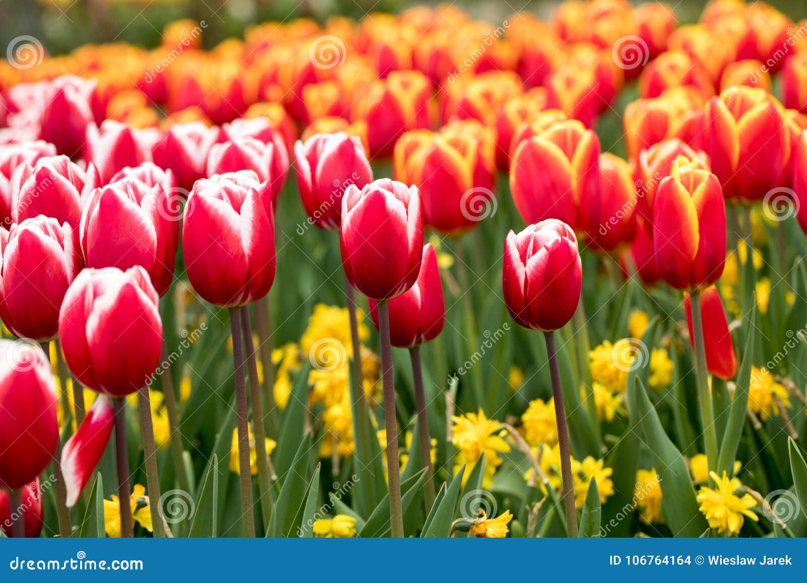 Colorful Tulips and Daffodils Blooming in a Garden. Stock Photo - Image ...