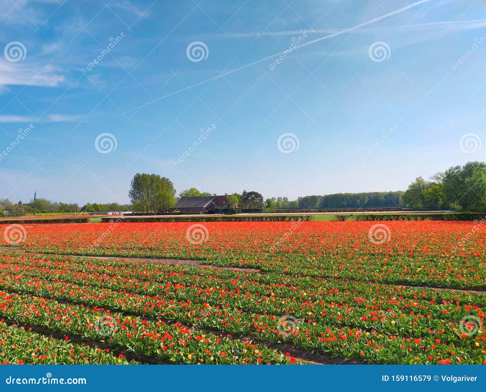 Colorful Tulips Fields in Holland, Spring Season Stock Image - Image of ...