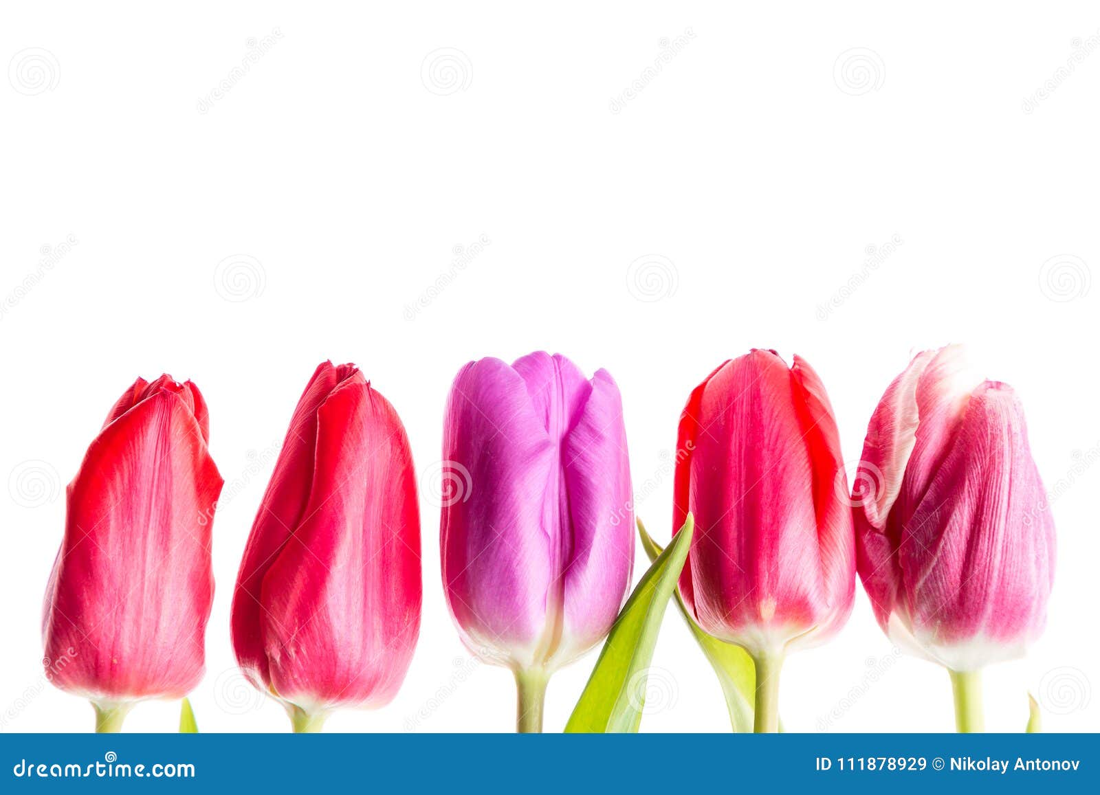 1 040 Row Colorful Flowers Isolated Photos Free Royalty Free Stock Photos From Dreamstime 1 040 Row Colorful Flowers Isolated Photos Free Royalty Free Stock Photos From Dreamstime