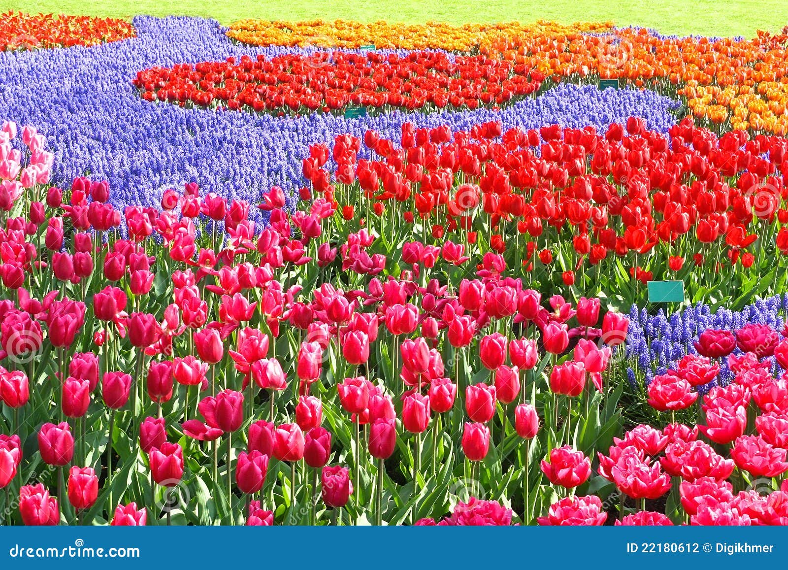 colorful tulips garden patchwork