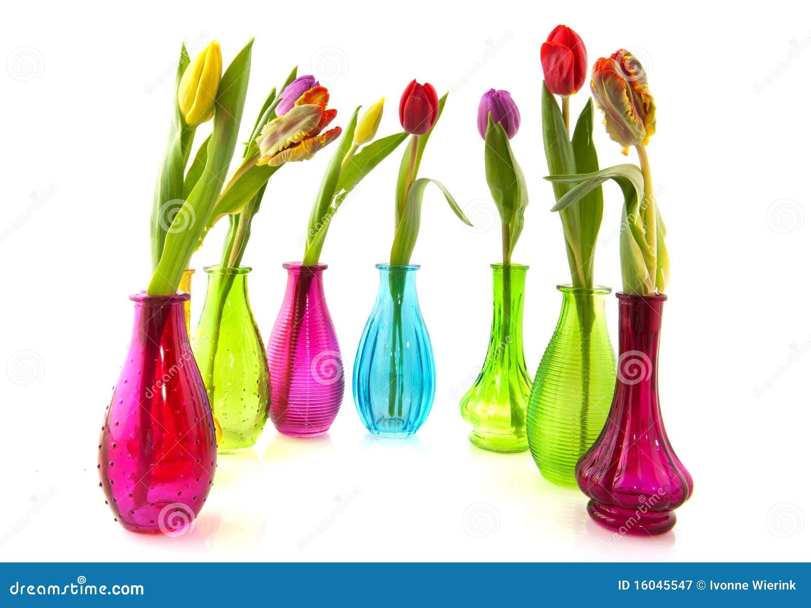 Colorful Tulips in Glass Vases Stock Image Image of season, vases