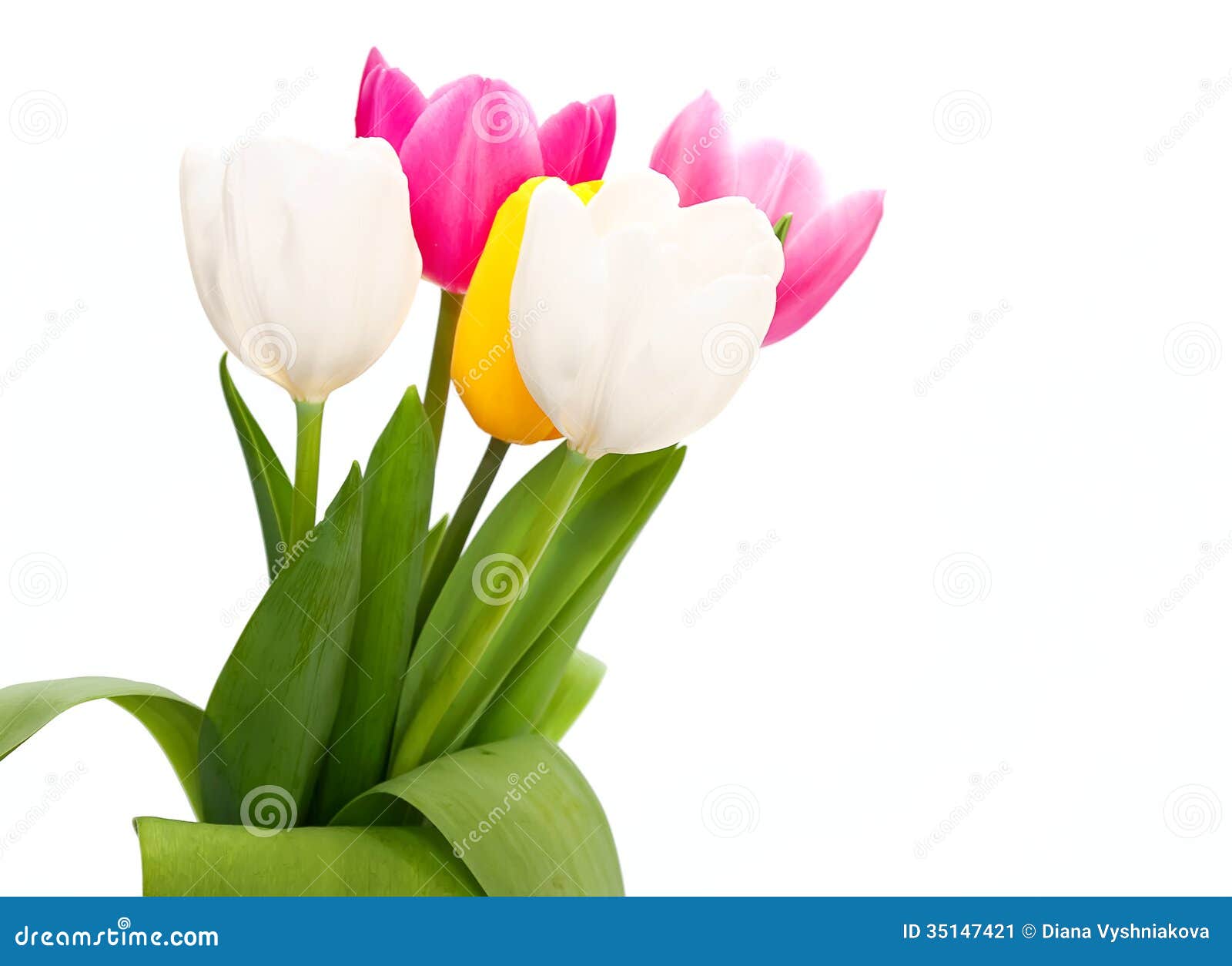 Colorful tulips stock image. Image of beauty, beautiful - 35147421