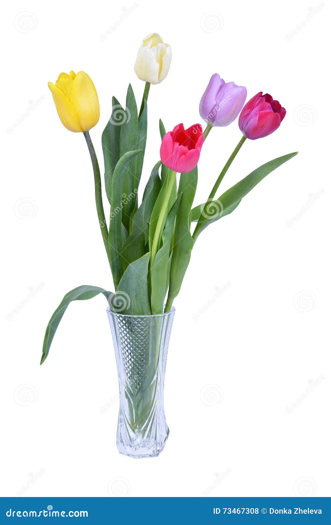Colorful Tulips in Vase Isolated on White Stock Photo Image of purple