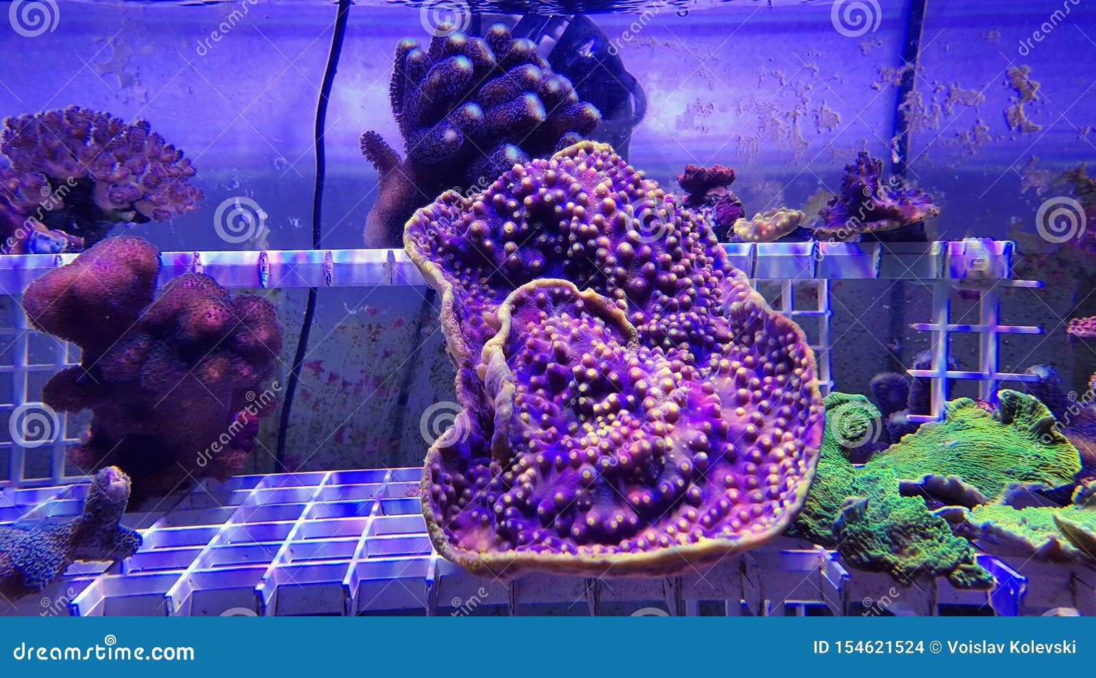 close up shot on turbinaria short stony polyps coral