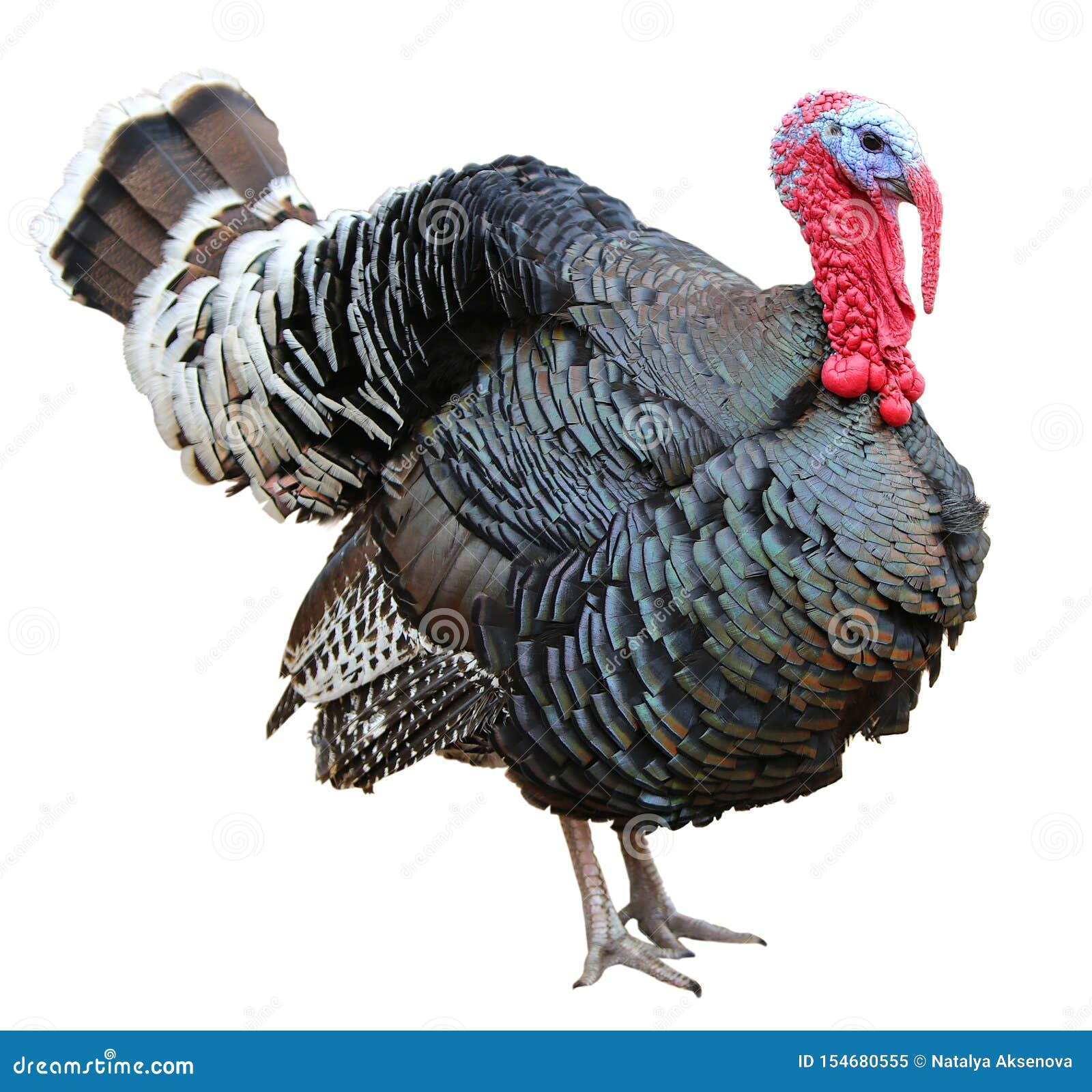 Colorful Turkey Isolated On The White Background Stock Image Image Of