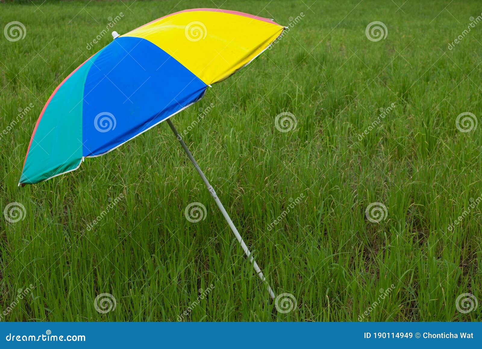 Colorful Umbrella Placed in the Seeding Rice Field Stock Image Image