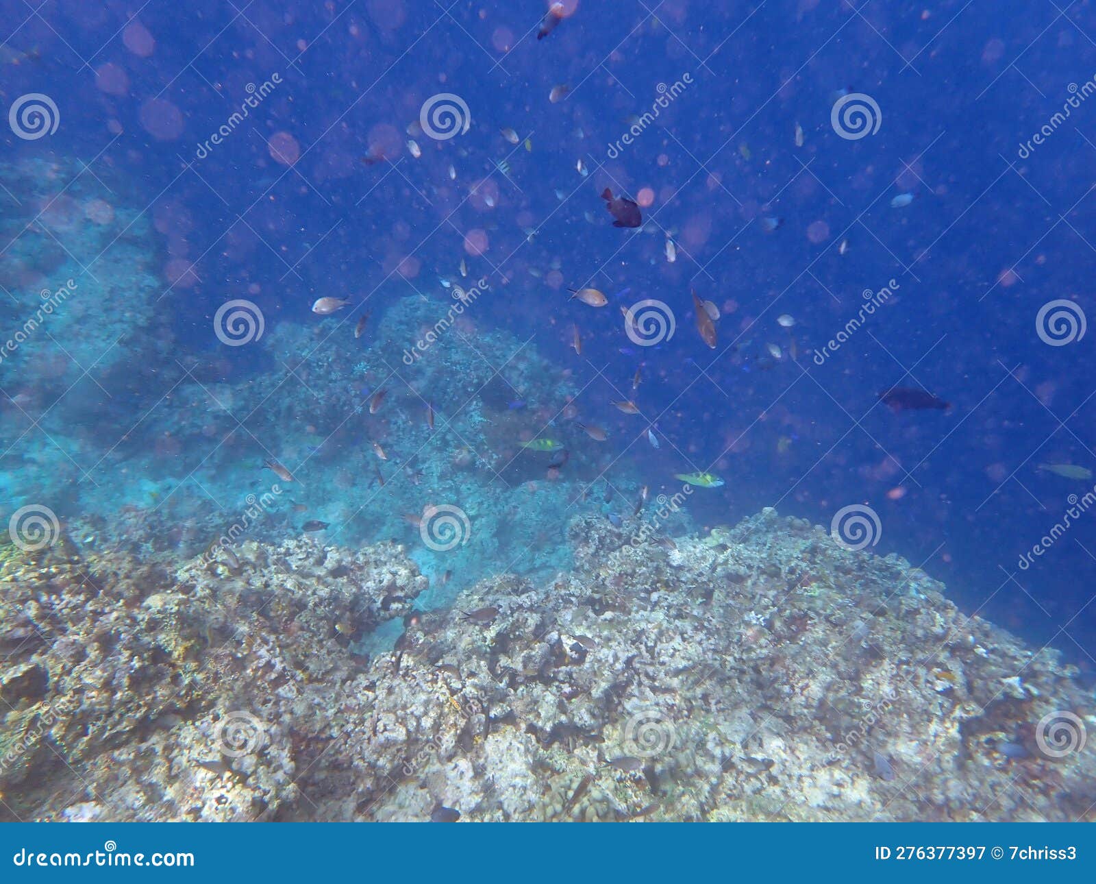 Colorful Underwater Landscape on the Philippine Islands Stock Image ...