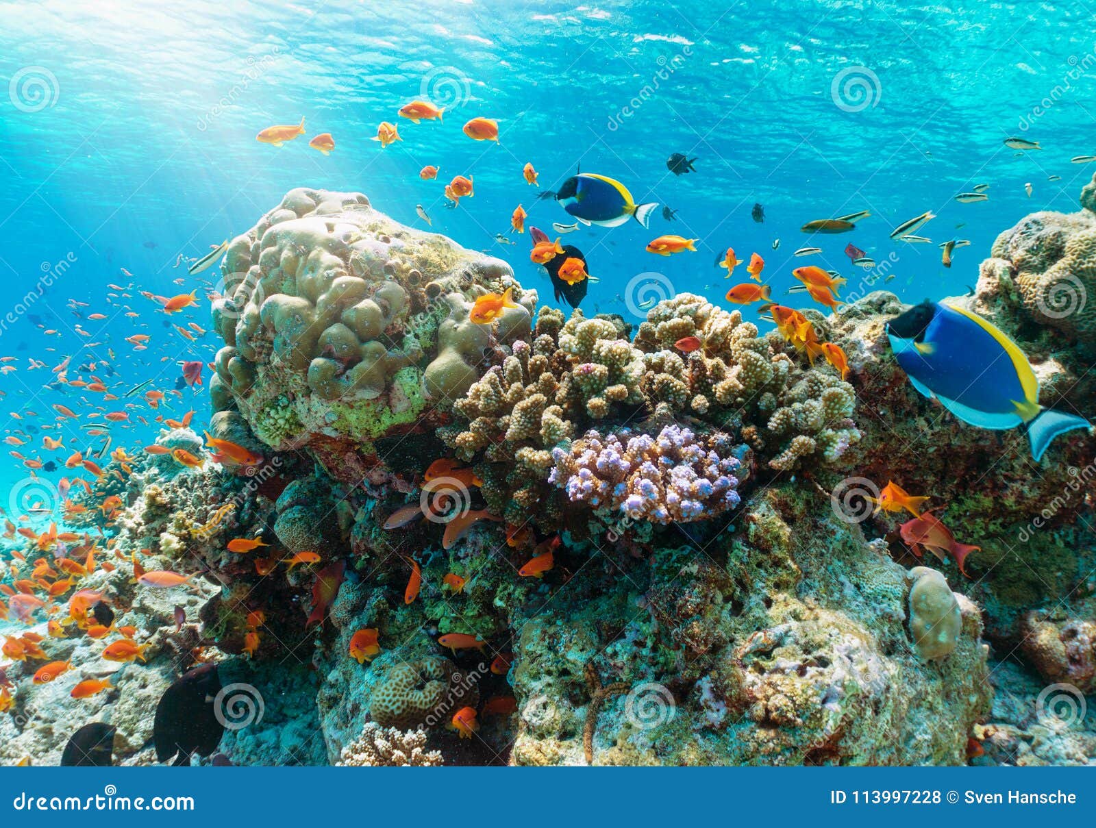 Colorful Underwater Reef with Tropical Fishes in the Indian Ocean Stock ...