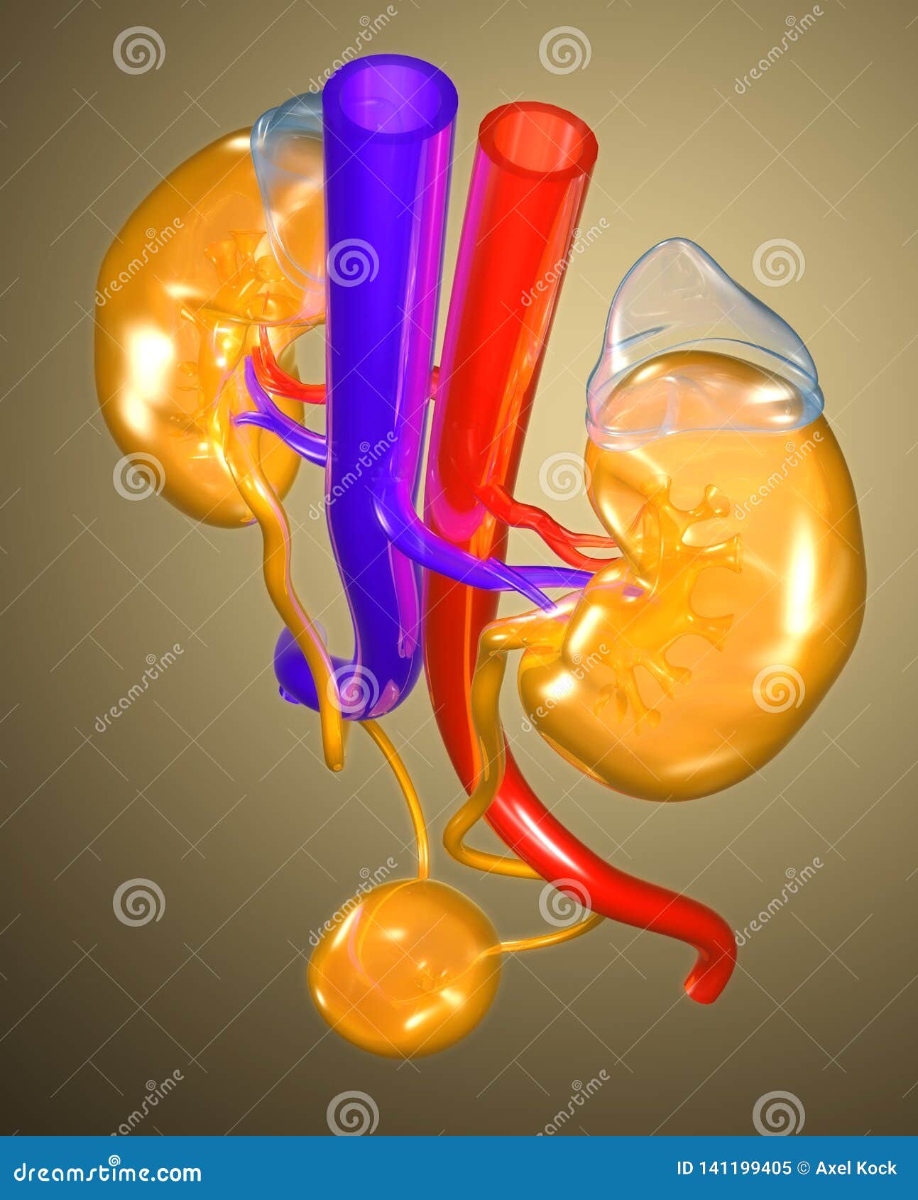 colorful urinary female urinary tract, medically 