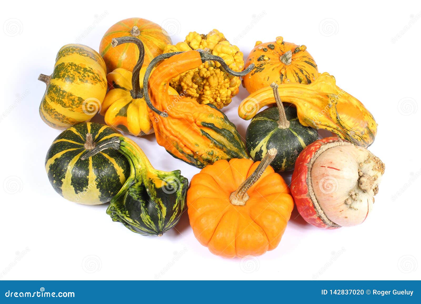 Colorful Varieties of Pumpkins, Gourds and Squashes Stock Photo Image