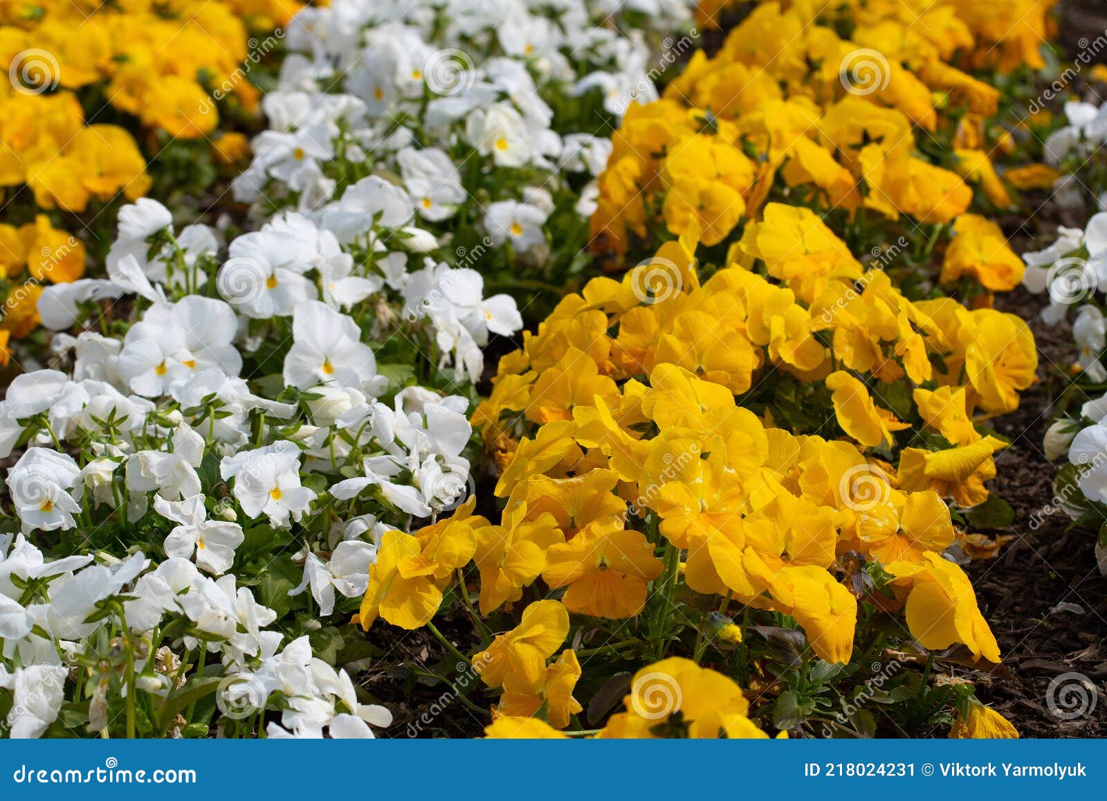 Colorful Violets in the Grass Spring Flower Stock Image Image of