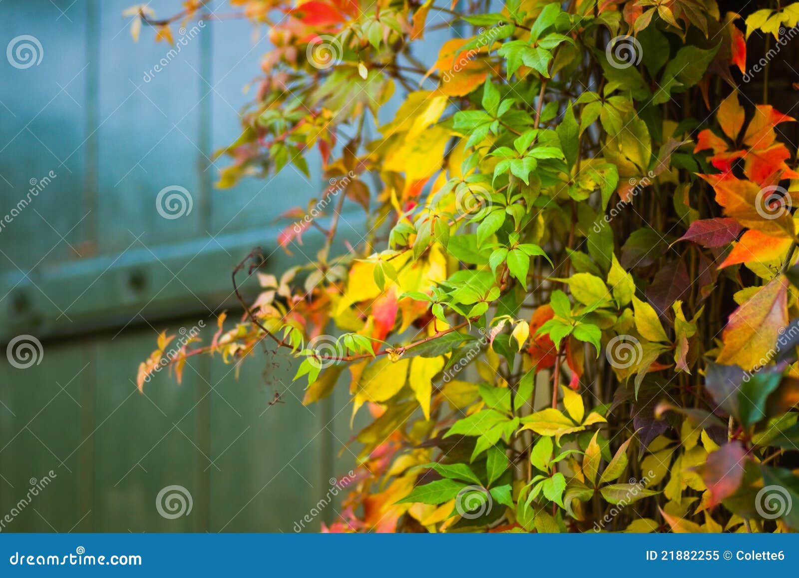 colorful virginian creeper in autumn