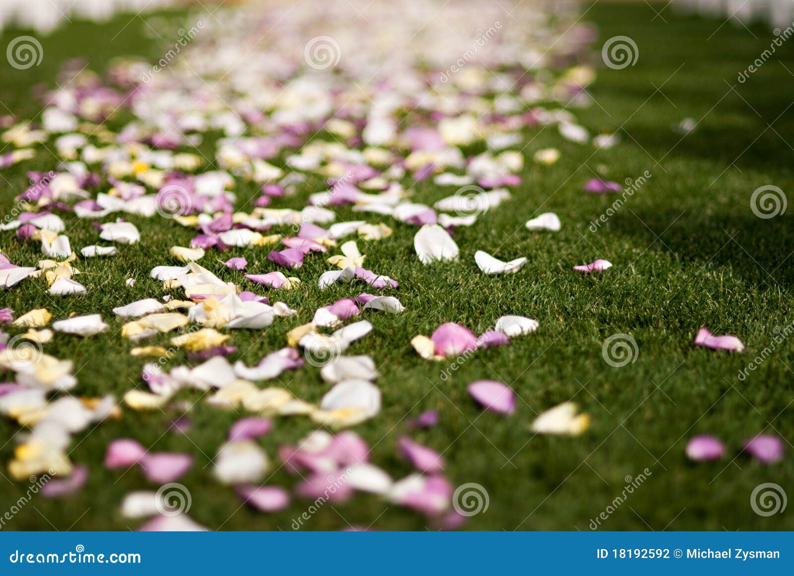 11,563 Dry Petals Rose Stock Photos - Free & Royalty-Free Stock Photos from  Dreamstime