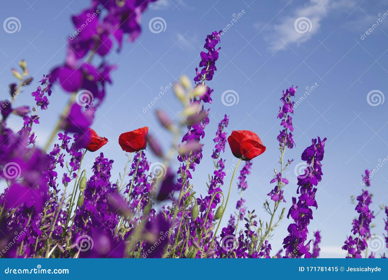colorful wild flowers