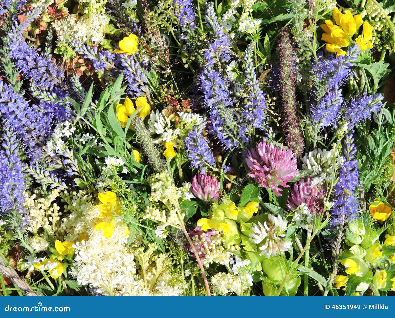 Colorful wild flowers stock image. Image of colorful - 46351949