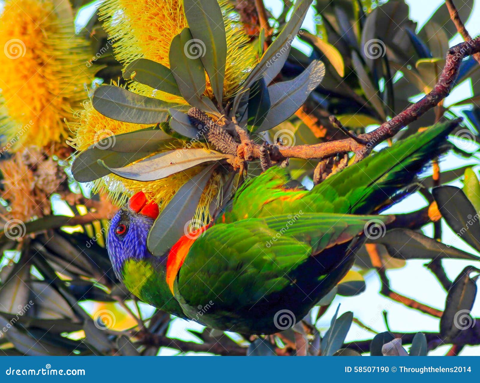 colorful wild loreekat is feeding from a flower