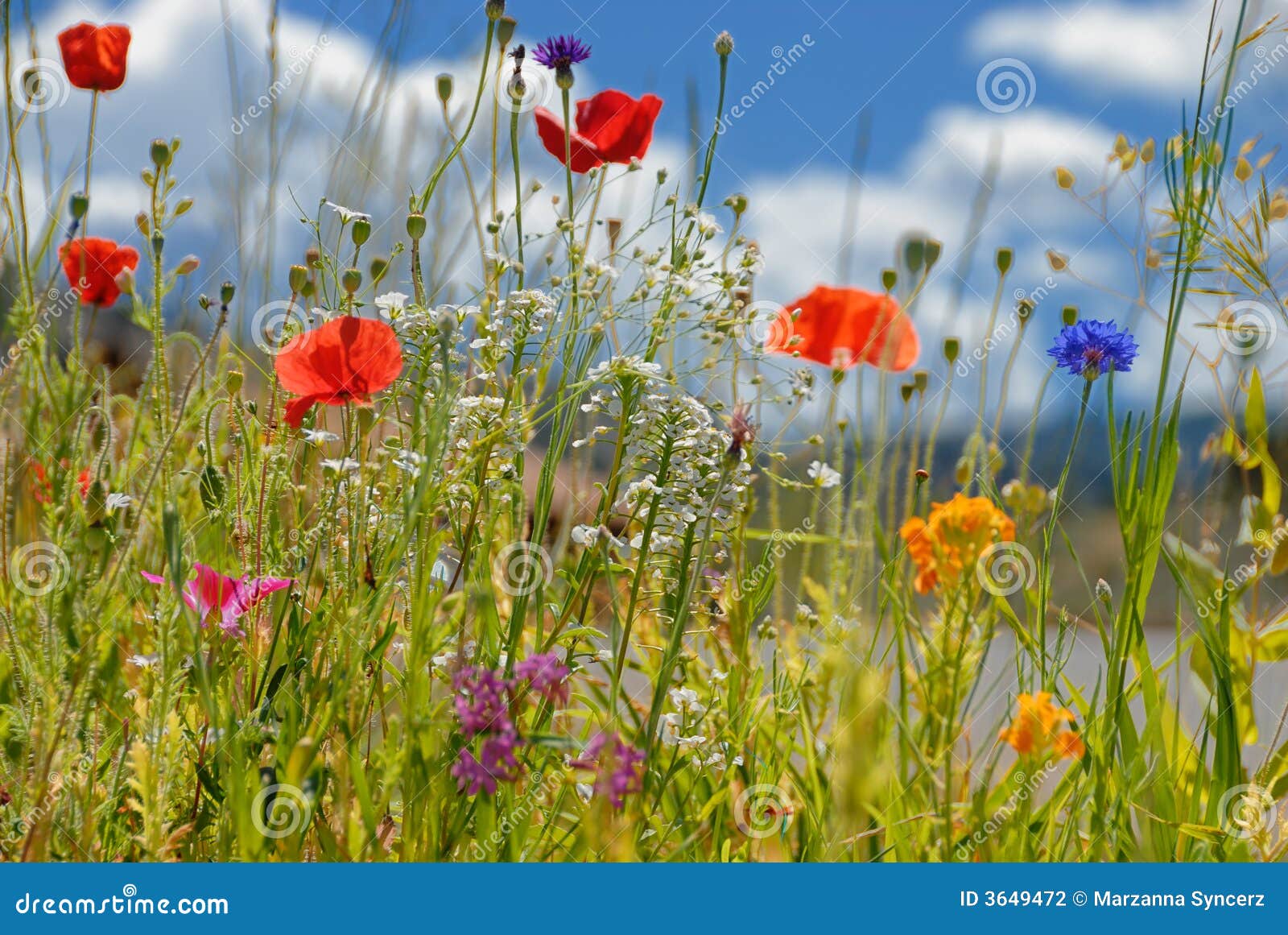 colorful wildflowers