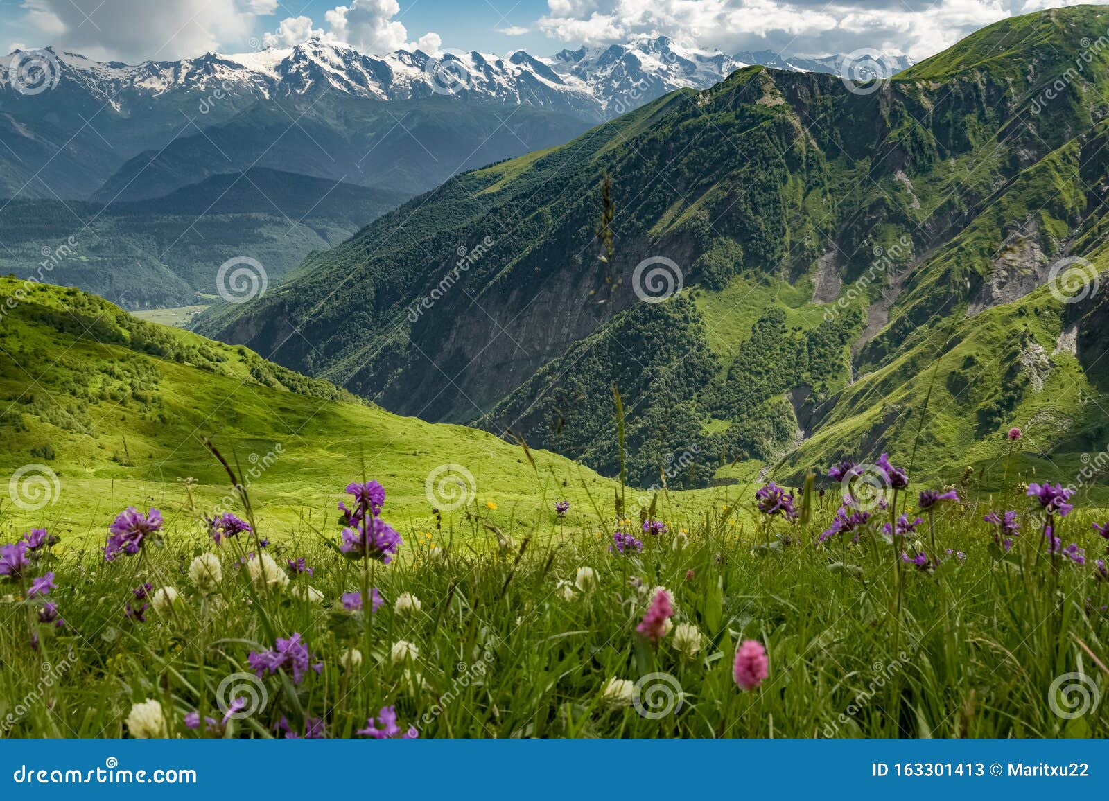 Meadow Full of Flowers, Caucasus Mountains, Upper Svaneti, Georgia ...