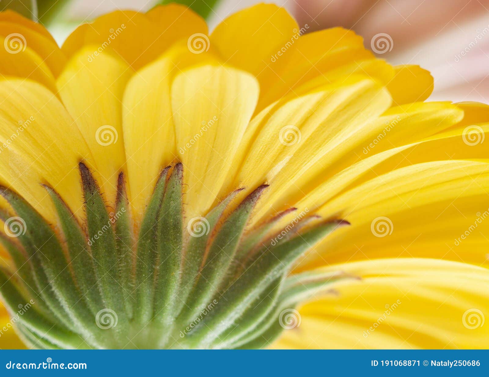 Colorful Yellow Calendula Marigold Flower Sepal from Below Macro Wallpaper Stock Image - Image of chrysanthemum, flora: 191068871 Colorful Yellow Calendula Marigold Flower Sepal from Below Macro Wallpaper Stock Image - Image of chrysanthemum, flora: 191068871