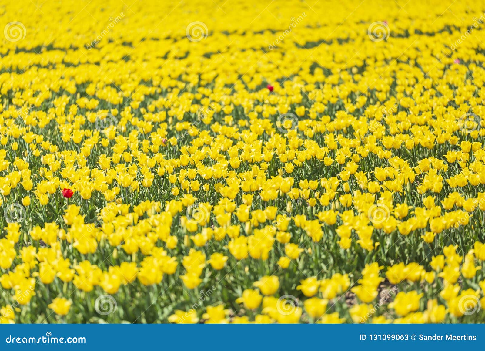 sunny europe netherlands catalogue sunny europe netherlands catalogue
