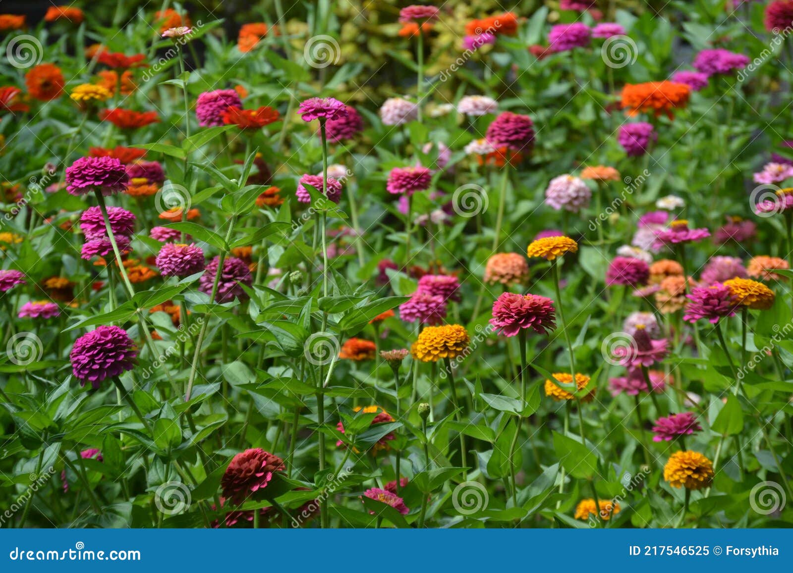 colorful zinnia flowers in full bloom in flowerbed