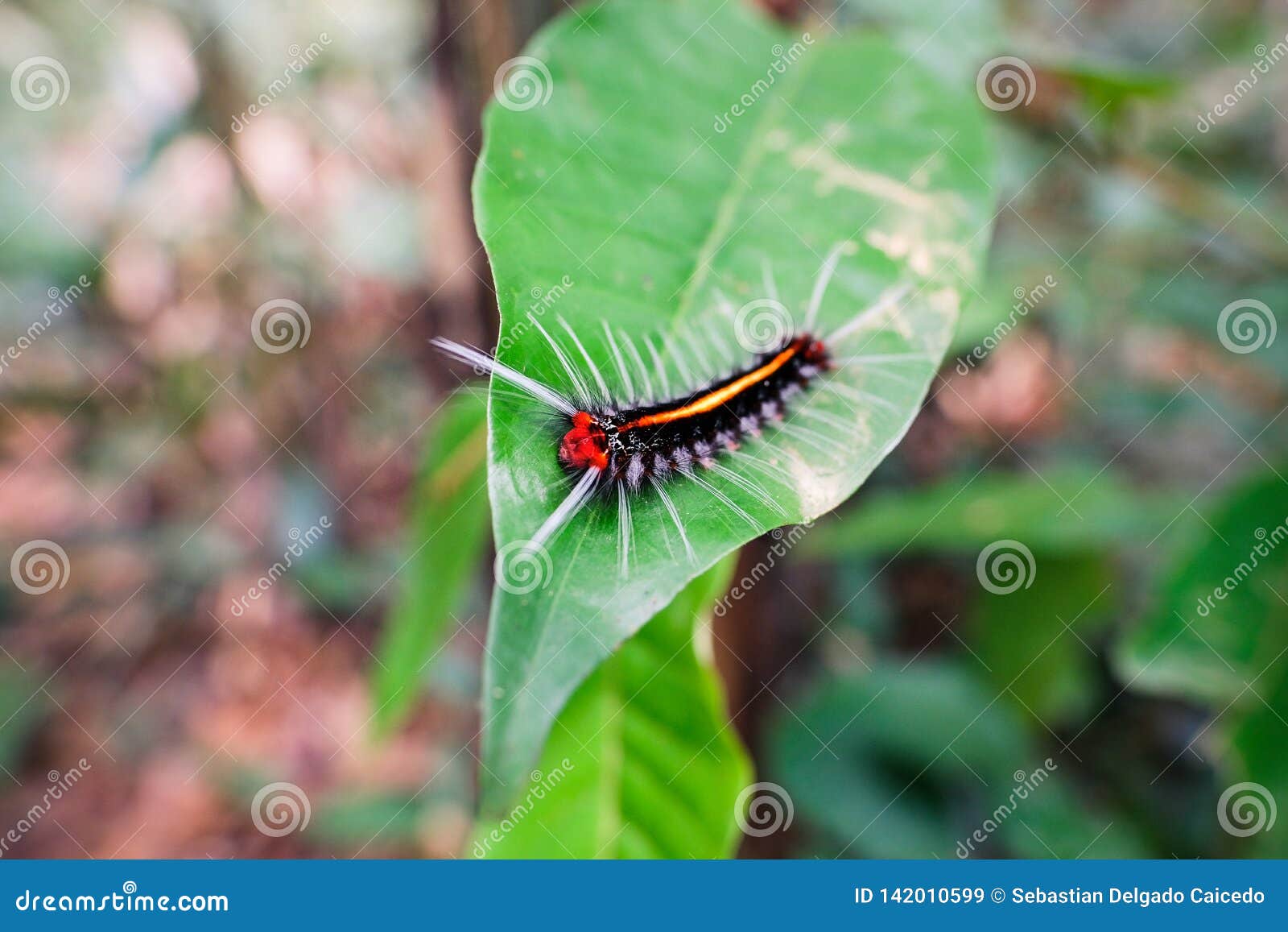 Colorfull Caterpillar at the Amazon Stock Image Image of floor