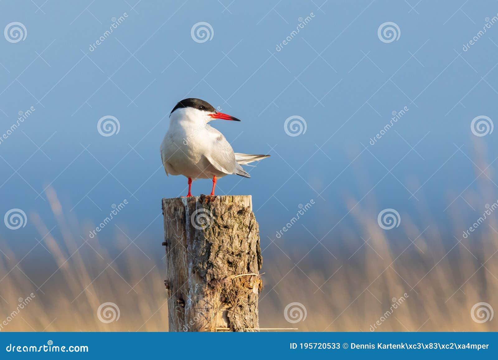 common tern on a pillar during sunset with blue sky