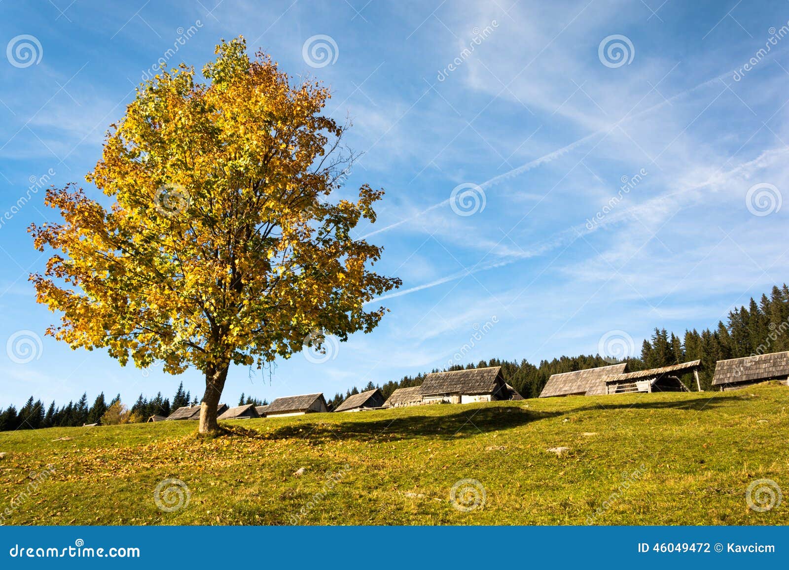 colorfull tree on plateau pokljuka