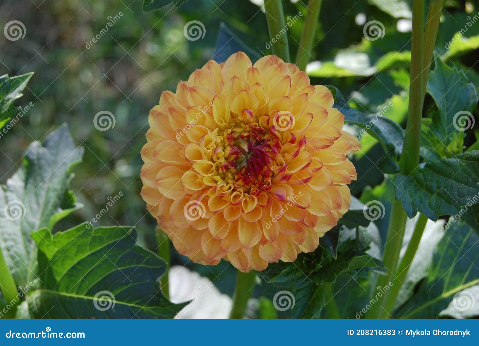 Coloridas Dalias En El Jardín Hermosas Flores De Otoño Imagen de archivo -  Imagen de grande, aislado: 208216383