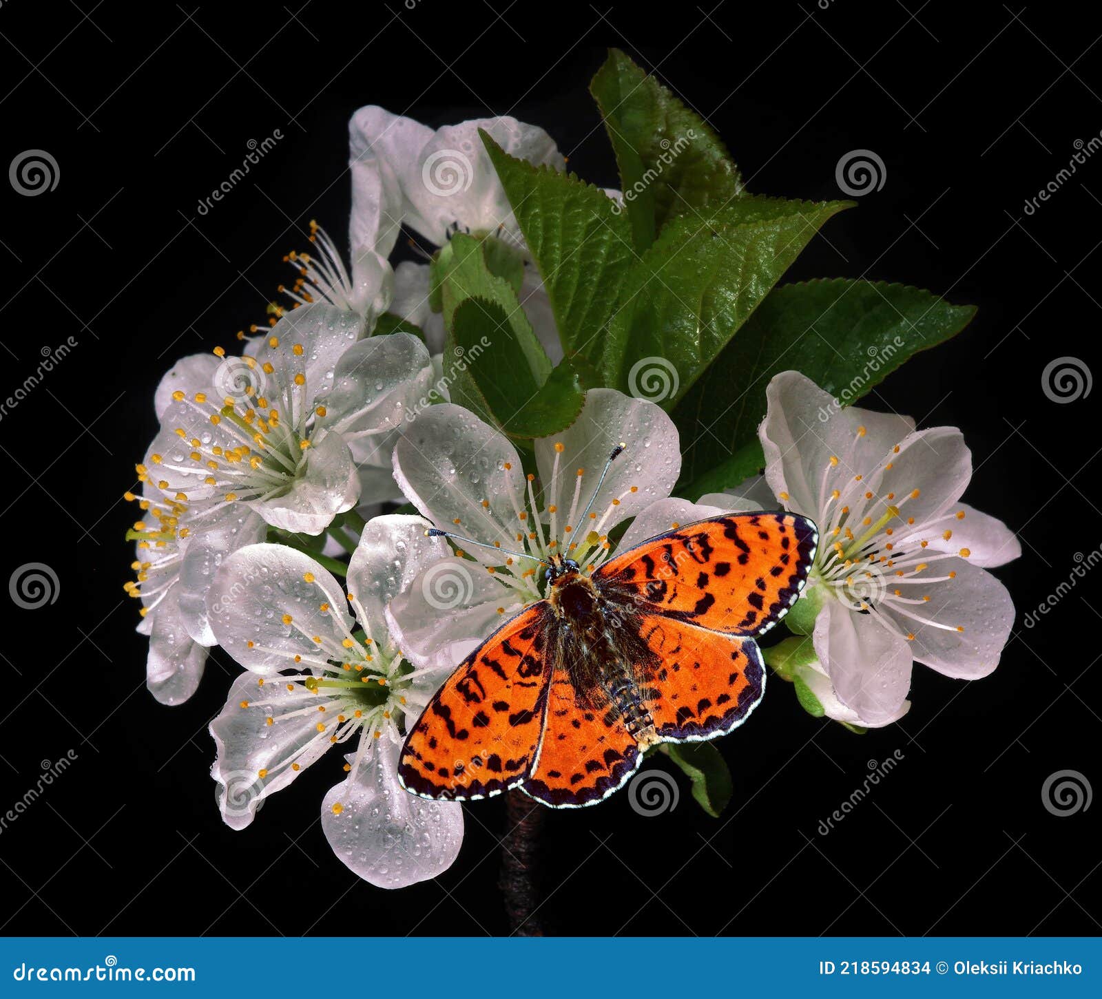 Colorido Mariposa Roja En Flores De Cerezo En Gotas De Agua Primer Plano.  Mariposa Brillante Y Flores De Sakura Foto de archivo - Imagen de hermoso,  aislado: 218594834