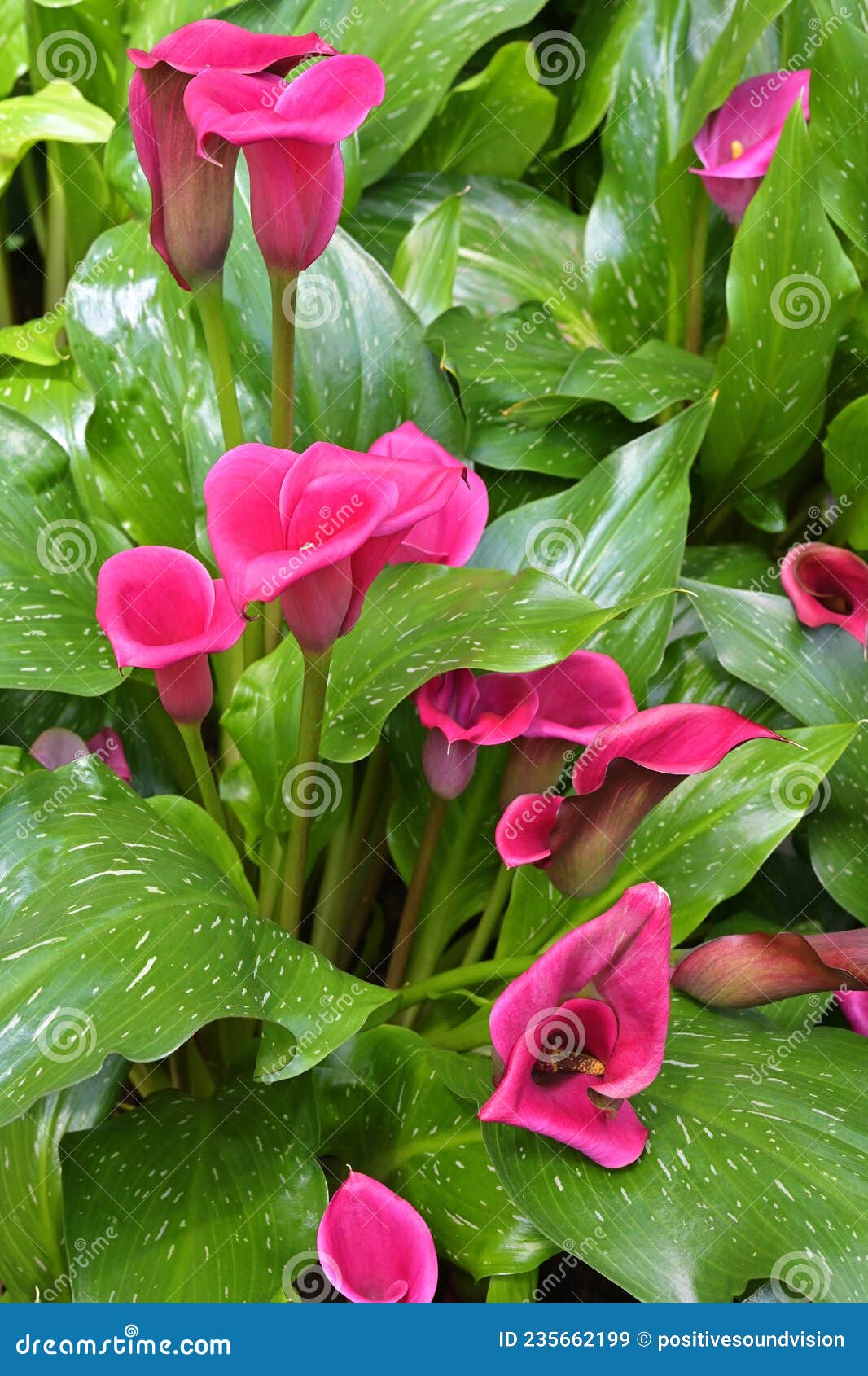 Colorido Zantedeschia Roja Florida Sp. O Calla Lily, Una Popular Planta  Ornamental Imagen de archivo - Imagen de género, flor: 235662199